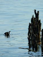 Come In Water Is Nice